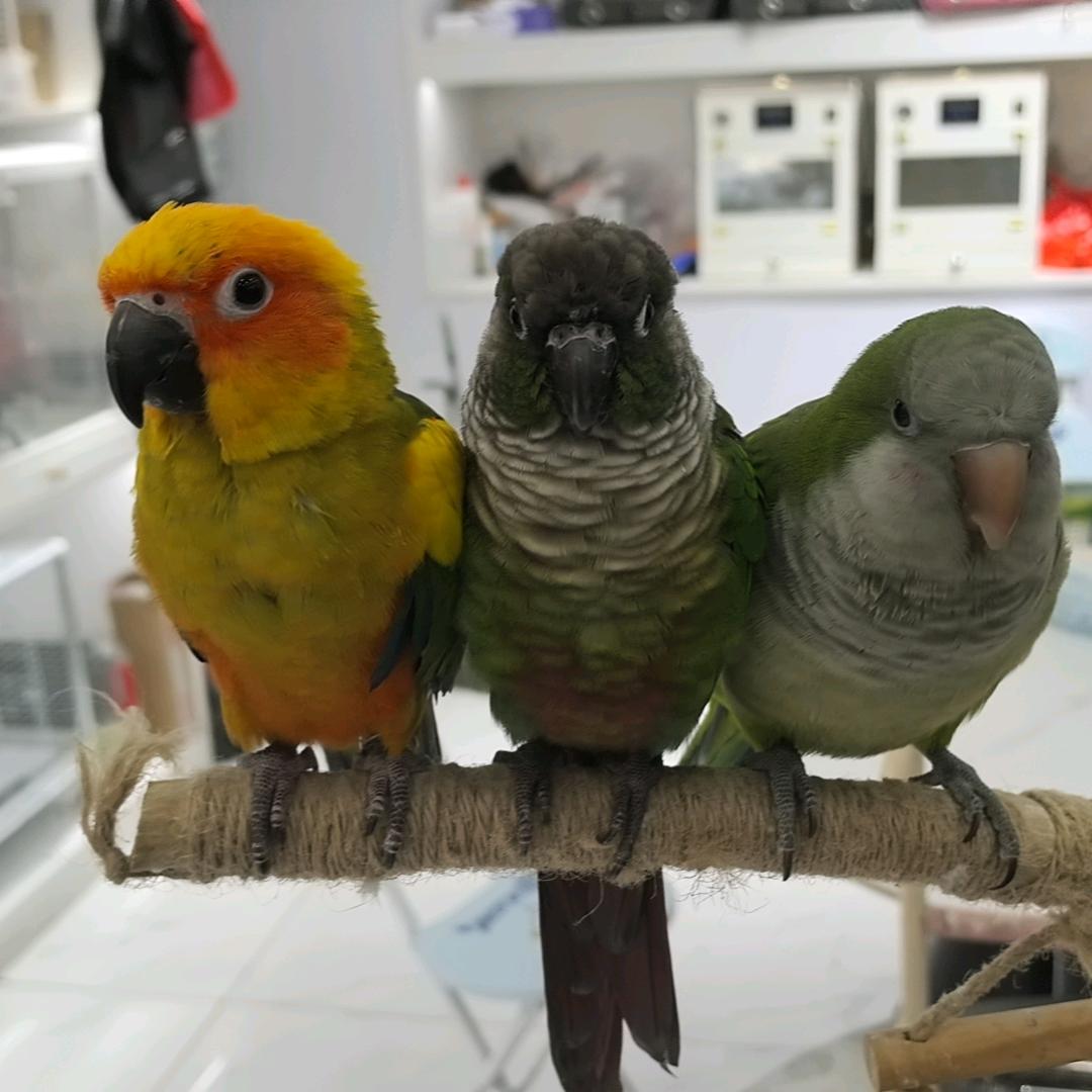 元宝是只鹦鹉🦜