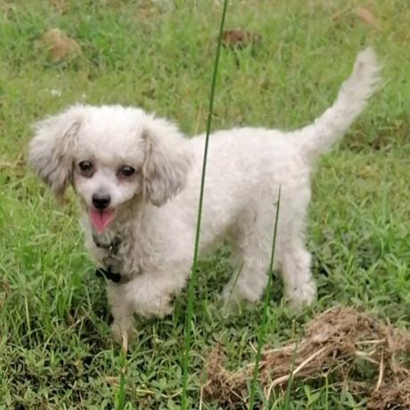 宜春市万达丢狗母比熊犬4斤+叫嘟嘟