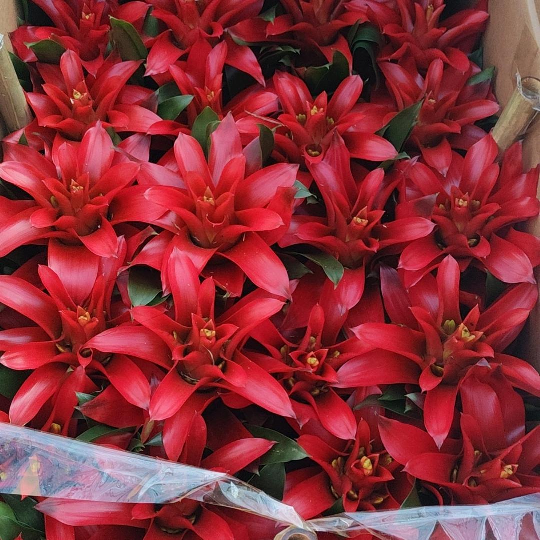 我是大陈花卉批发。