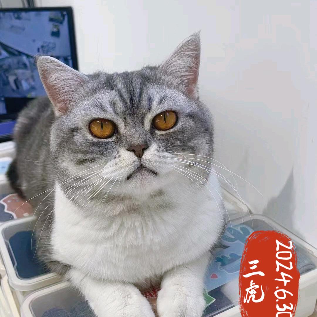 三虎是只喵🐱
