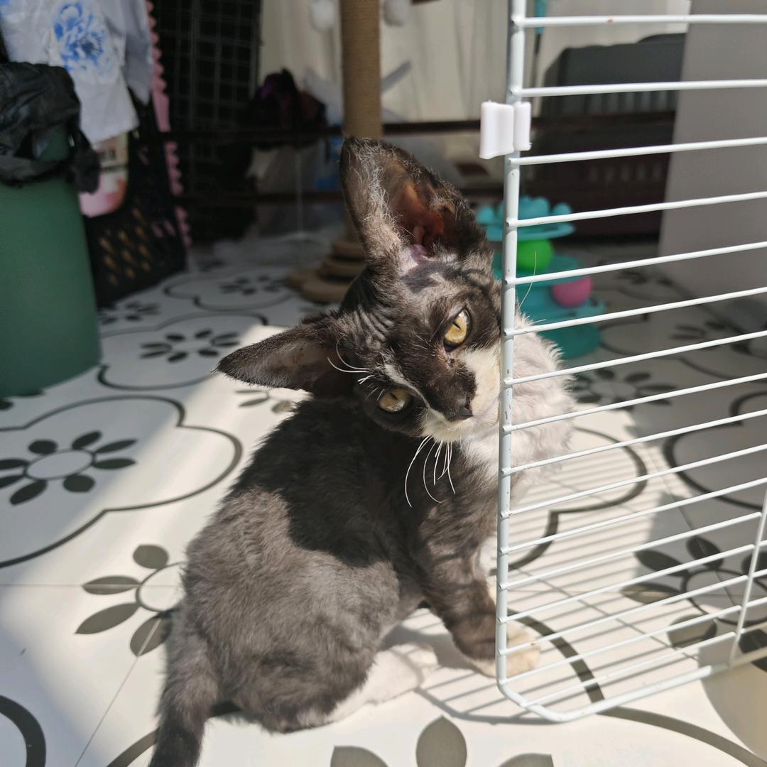 德文卷毛猫