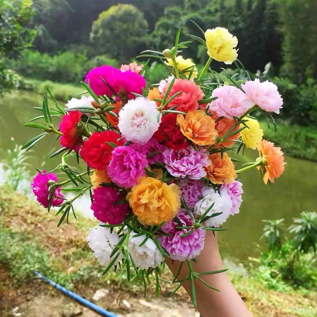 富贵花开😃