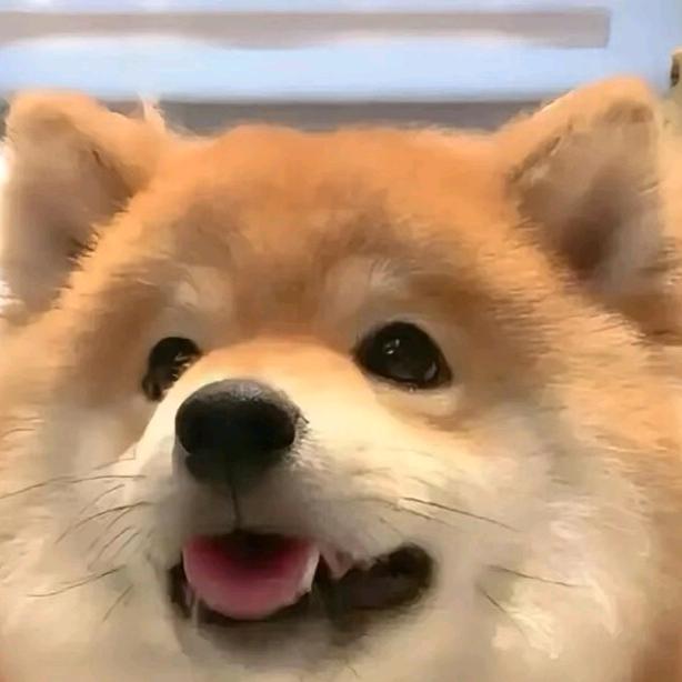 采菊东篱下