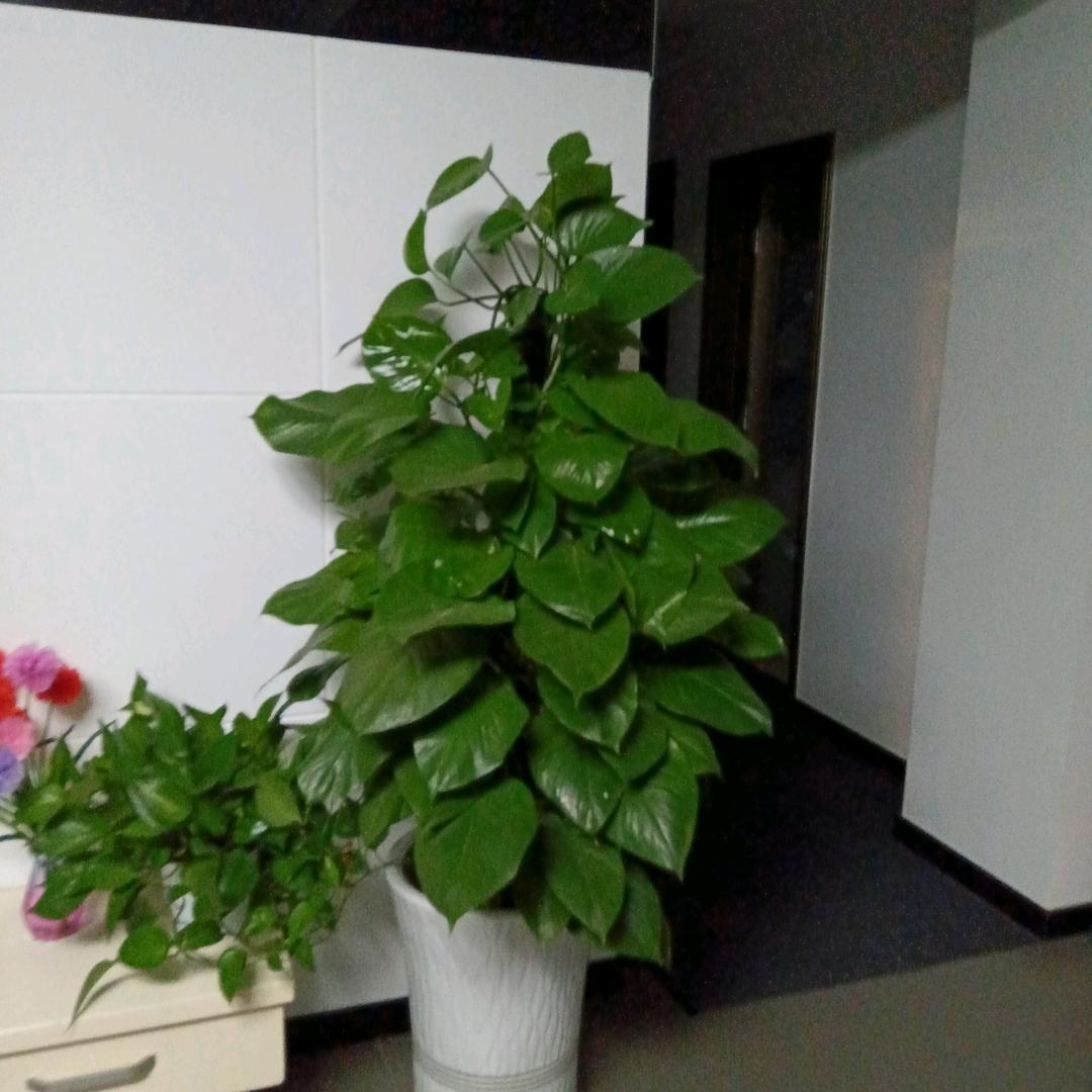 小英姐