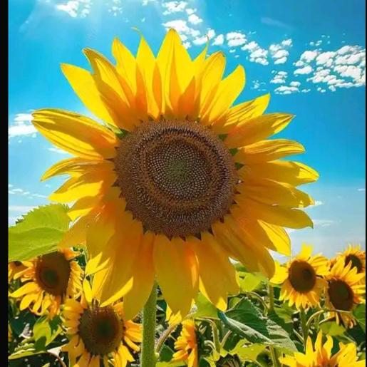 微笑的向日葵🌻