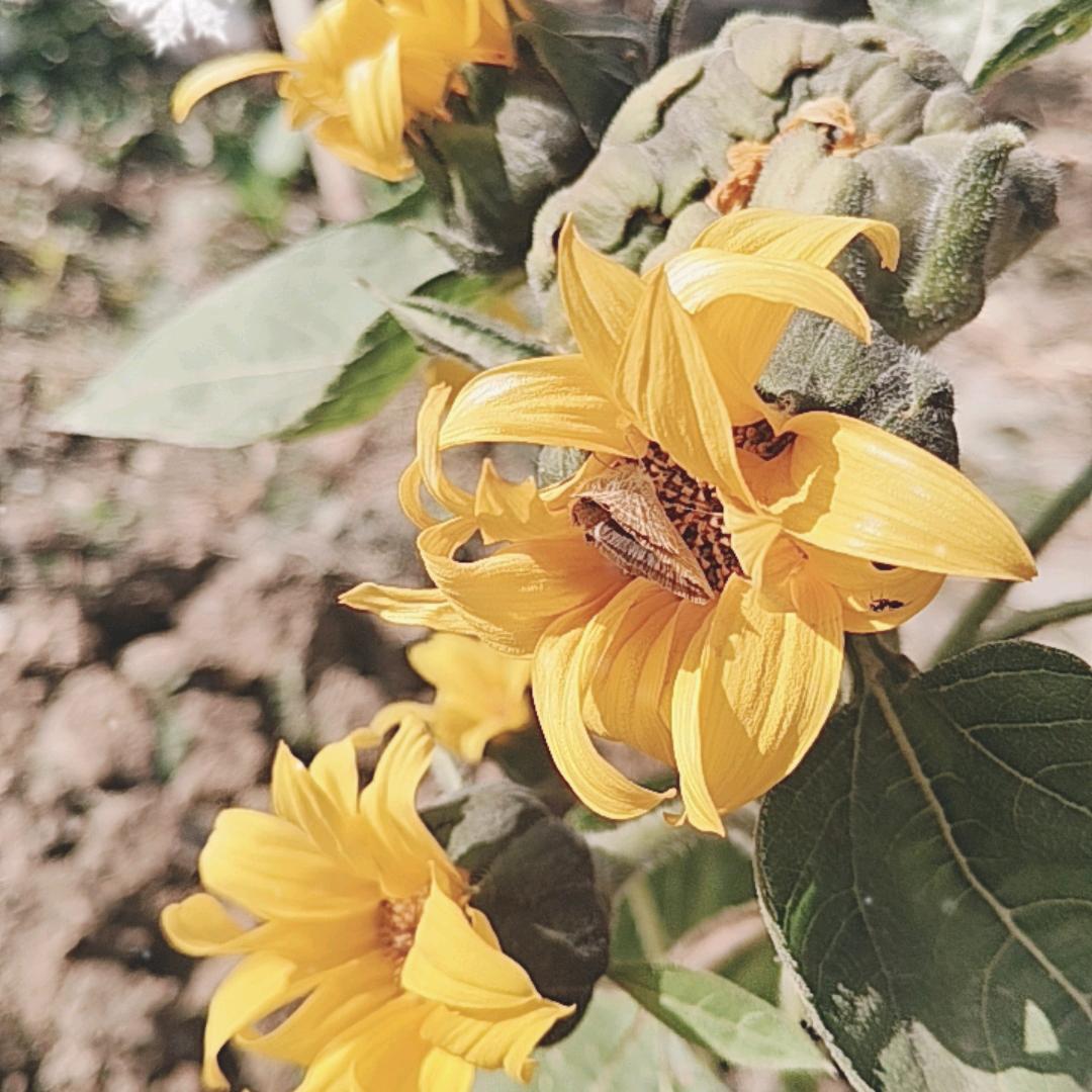 花若盛开蝴蝶自来