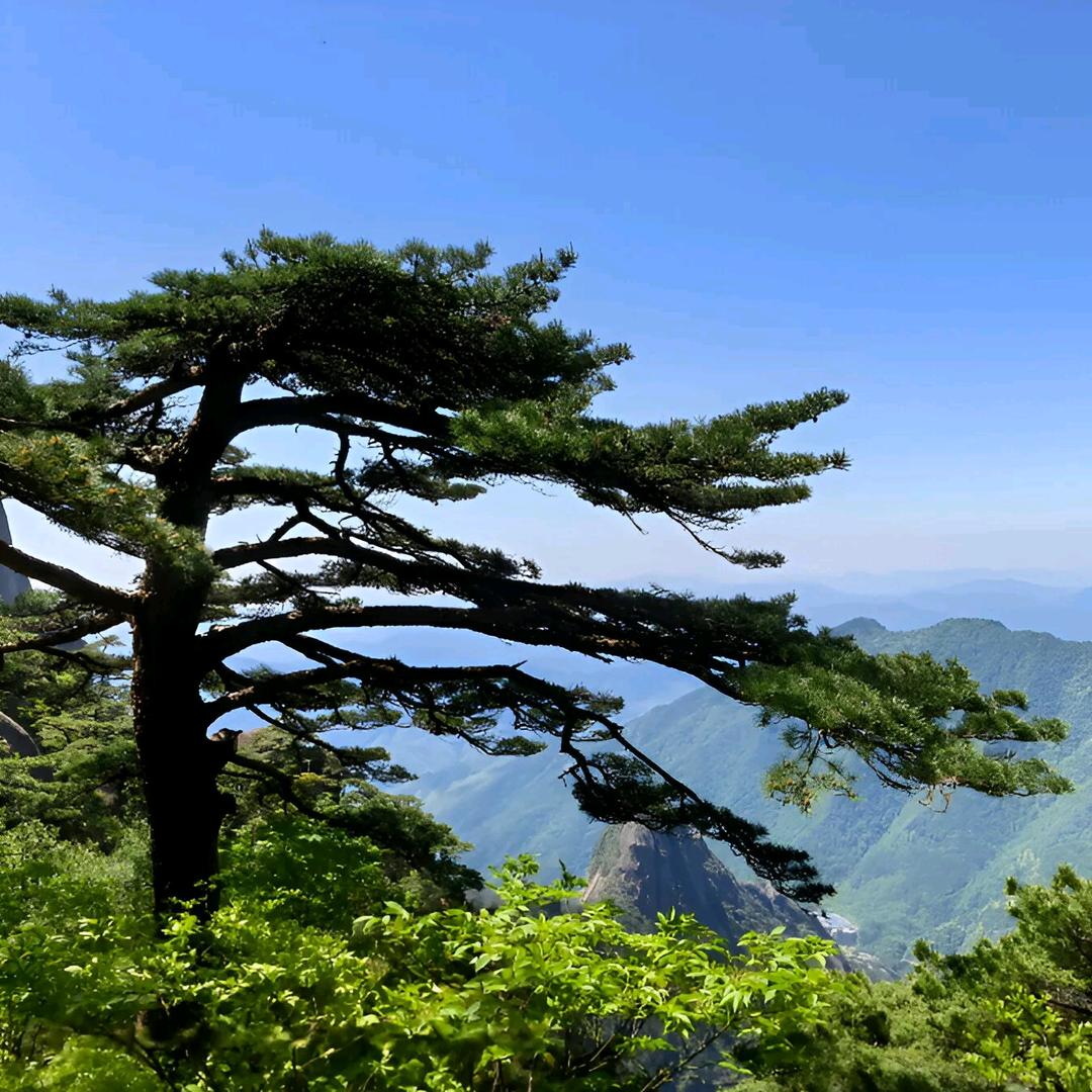 ꧁❀煙雨竹墨❀꧂