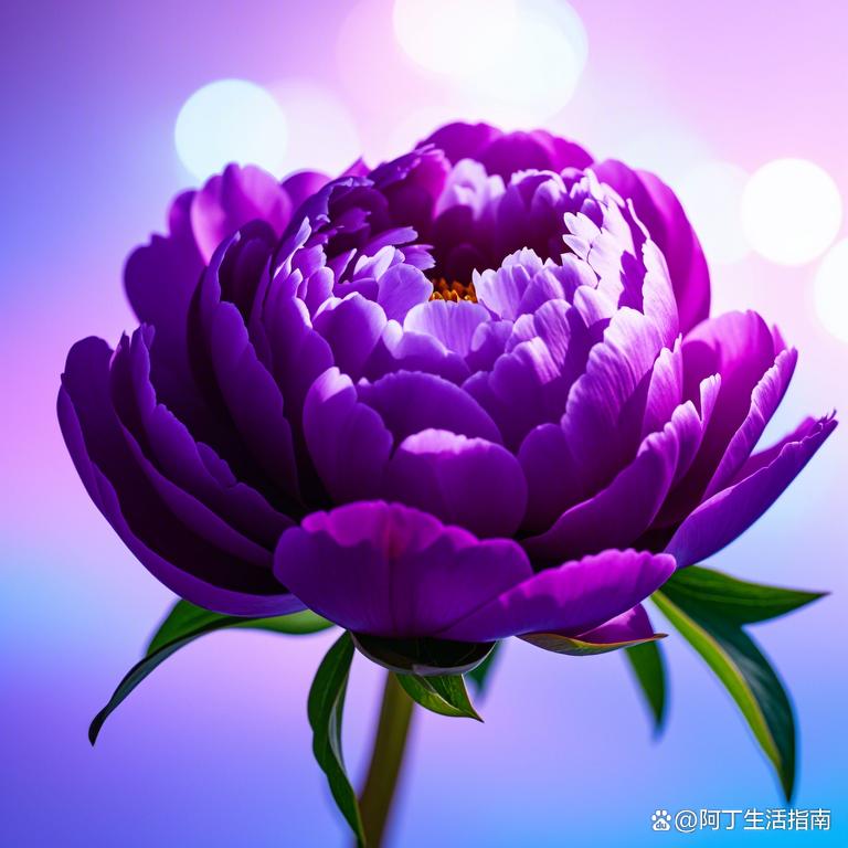 往事清秋🌴🎋🌵