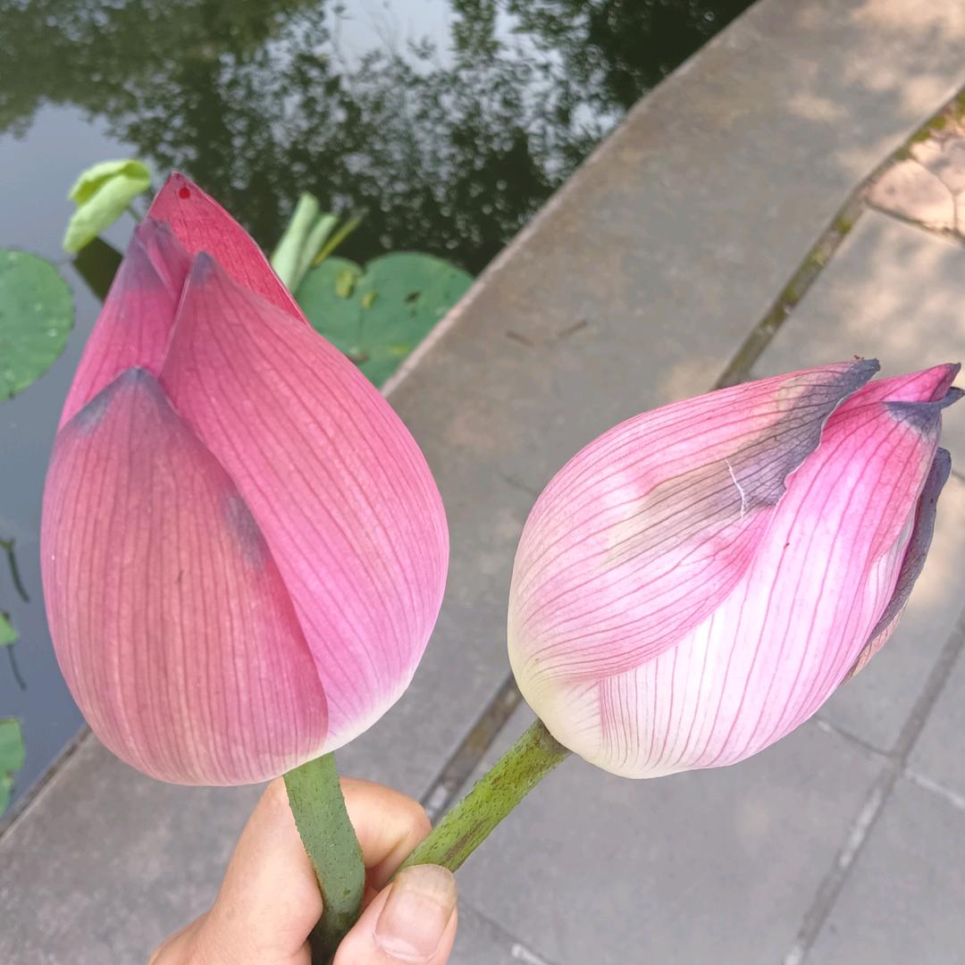m为你封心锁爱j