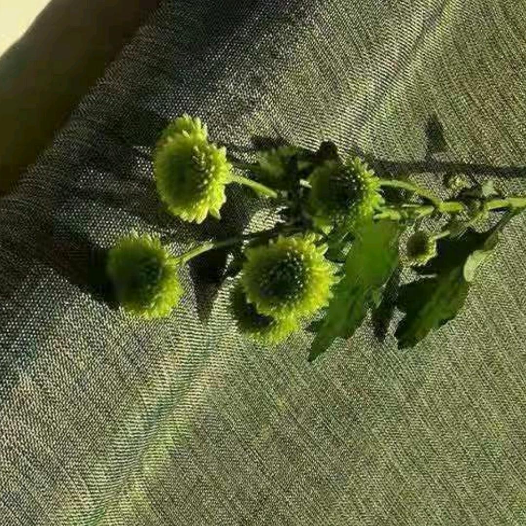 花🌹花🌹世🌹界