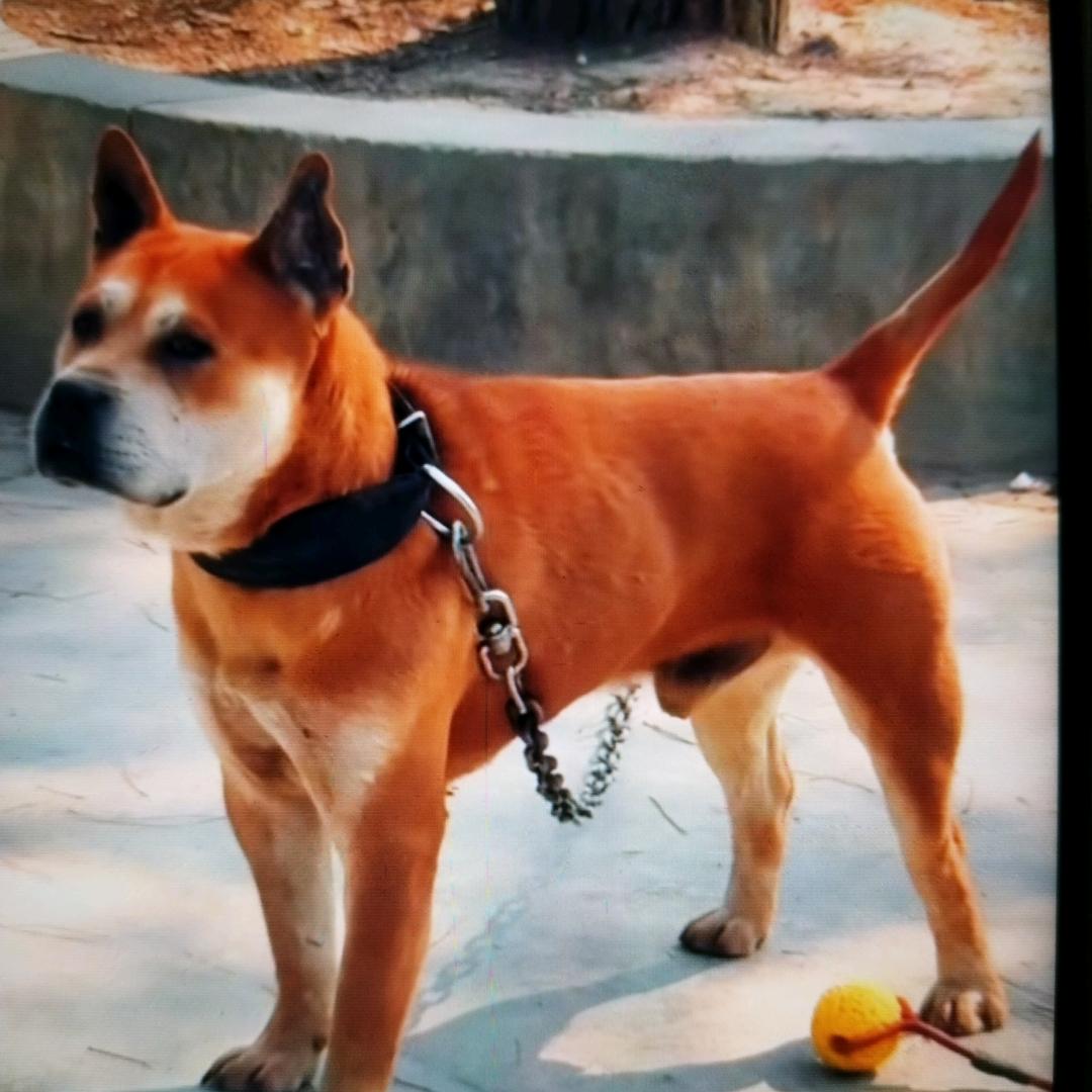 贵州阿勇猎斗1号