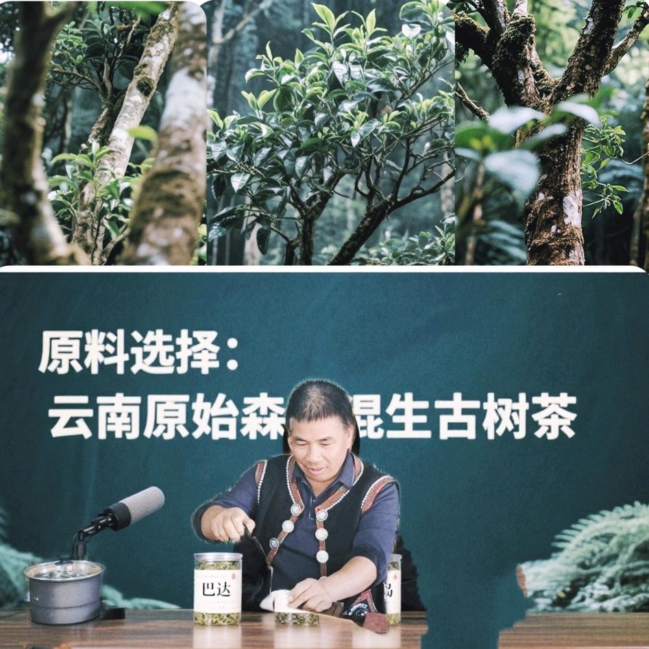 老茶匠选茶