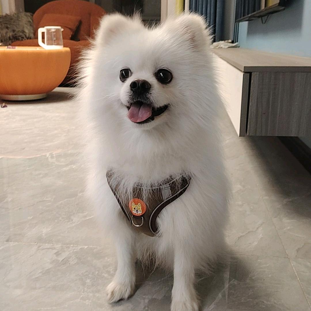 磊哥（不吃狗肉）🔥