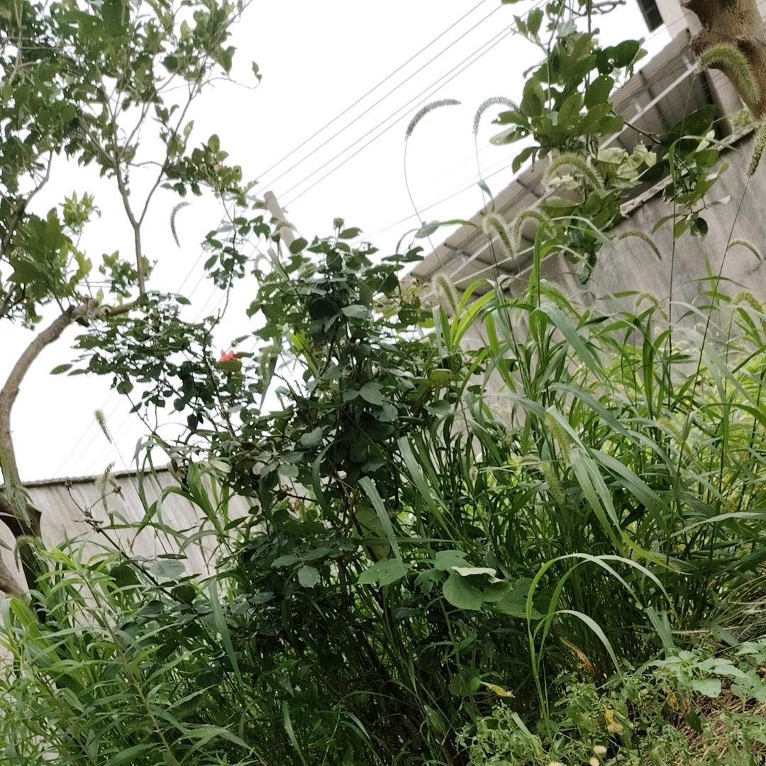 上官