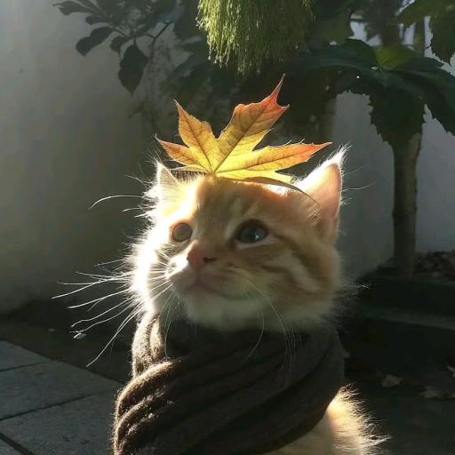 纯情小辣椒