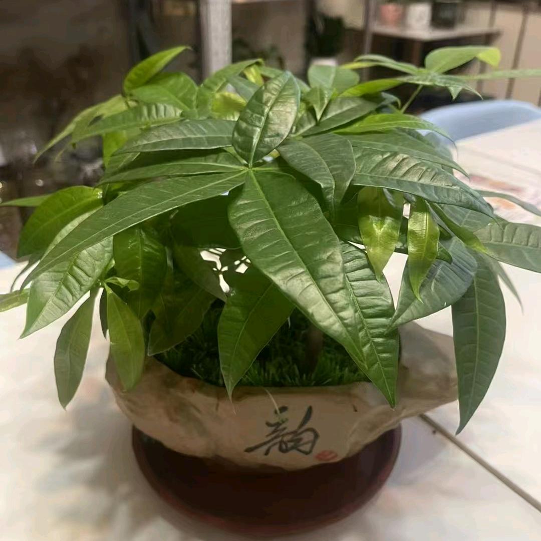 涵僮优选