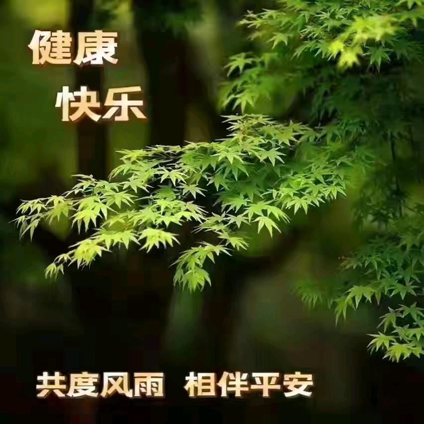 一帆风顺