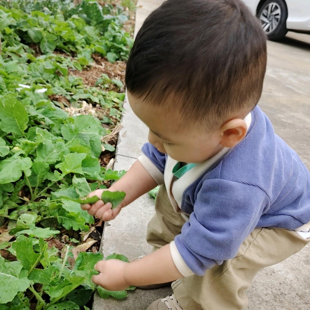 一片枫叶