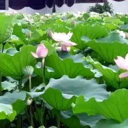 绣出荣花