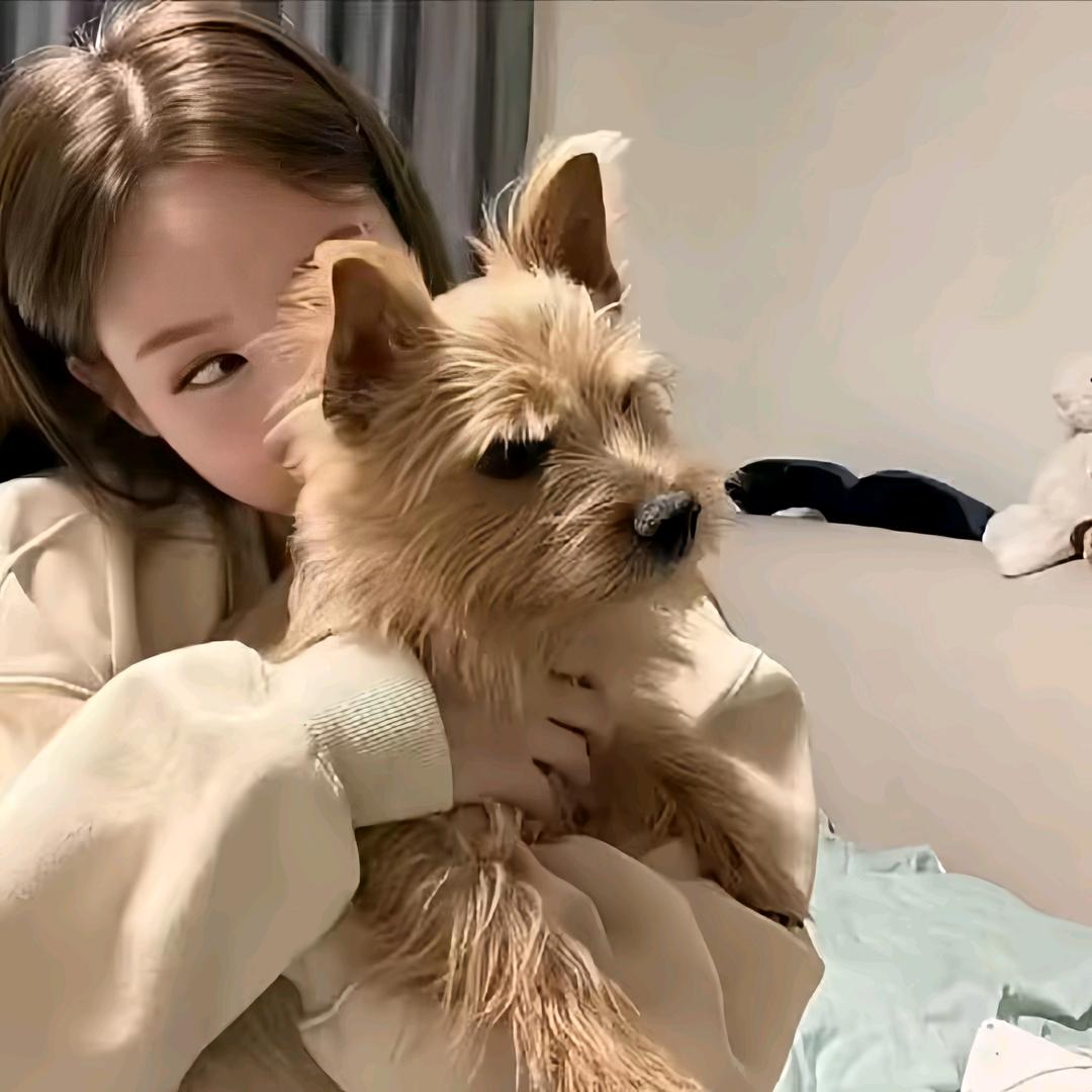 栀子花.