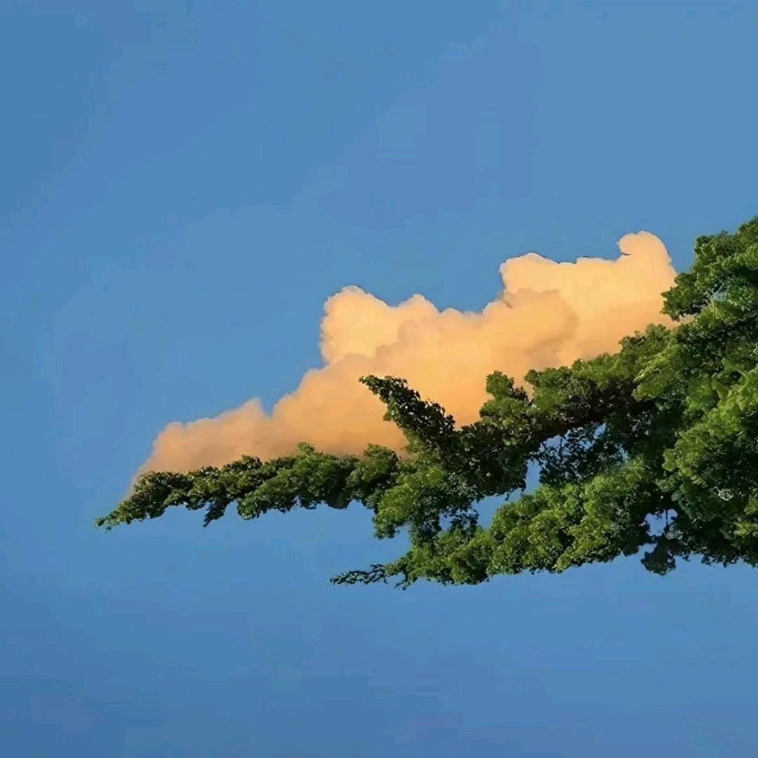 一只小李李