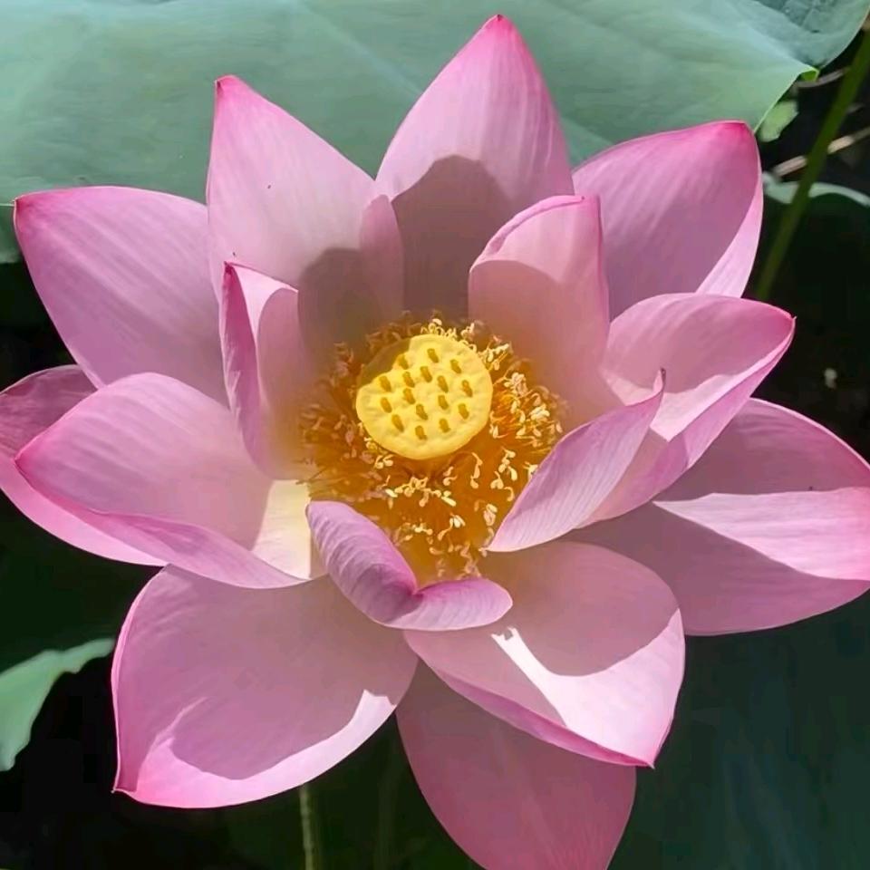 好运连连