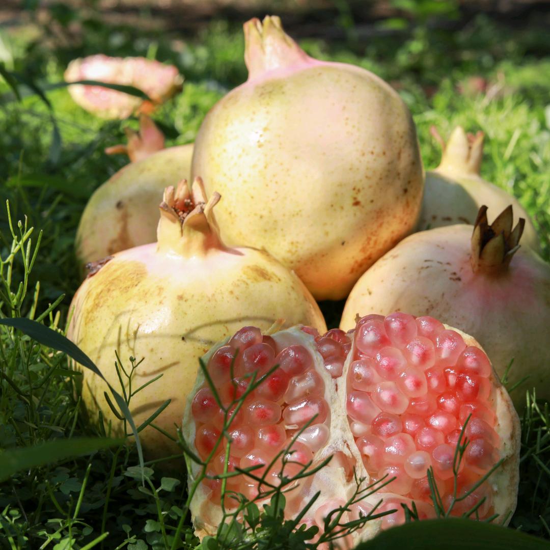 蒙自彩云境鲜果铺子