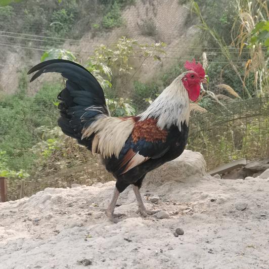 百川山鸡(小号)
