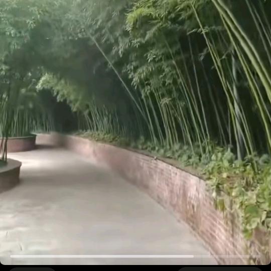 玲总