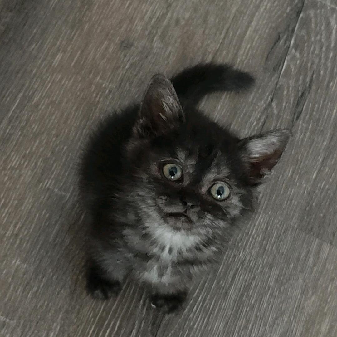 懒猫财财¹