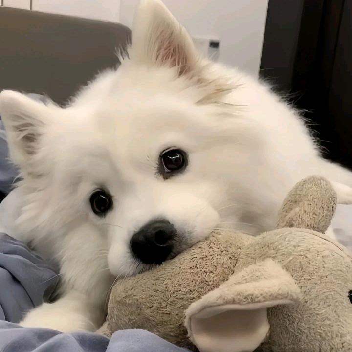 “熊，就要有个熊样”