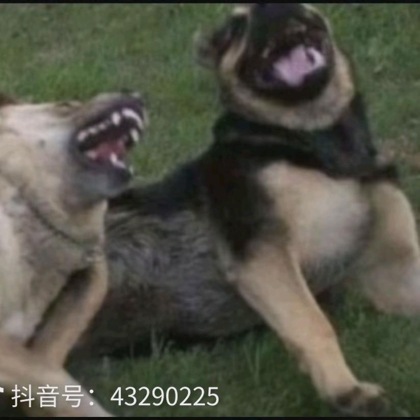 喔喔