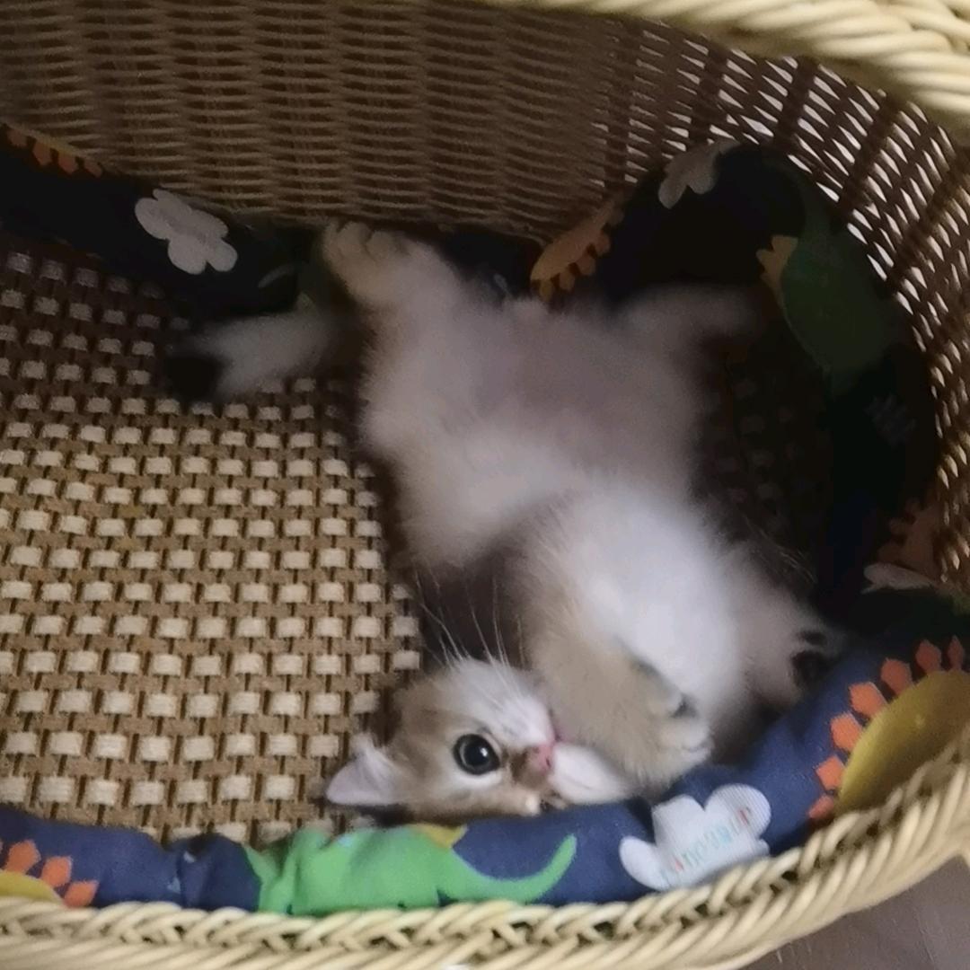 Ms.Yang头像