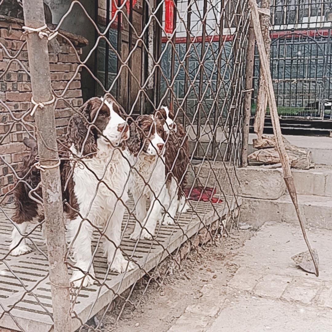 家有小狗一只只