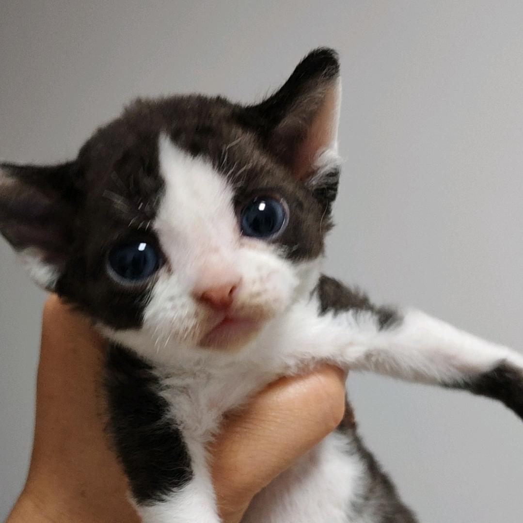 盈盈姐德文卷毛猫