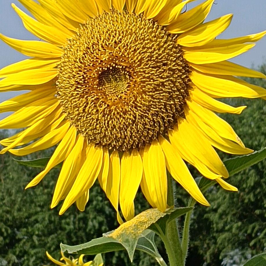 玫瑰花