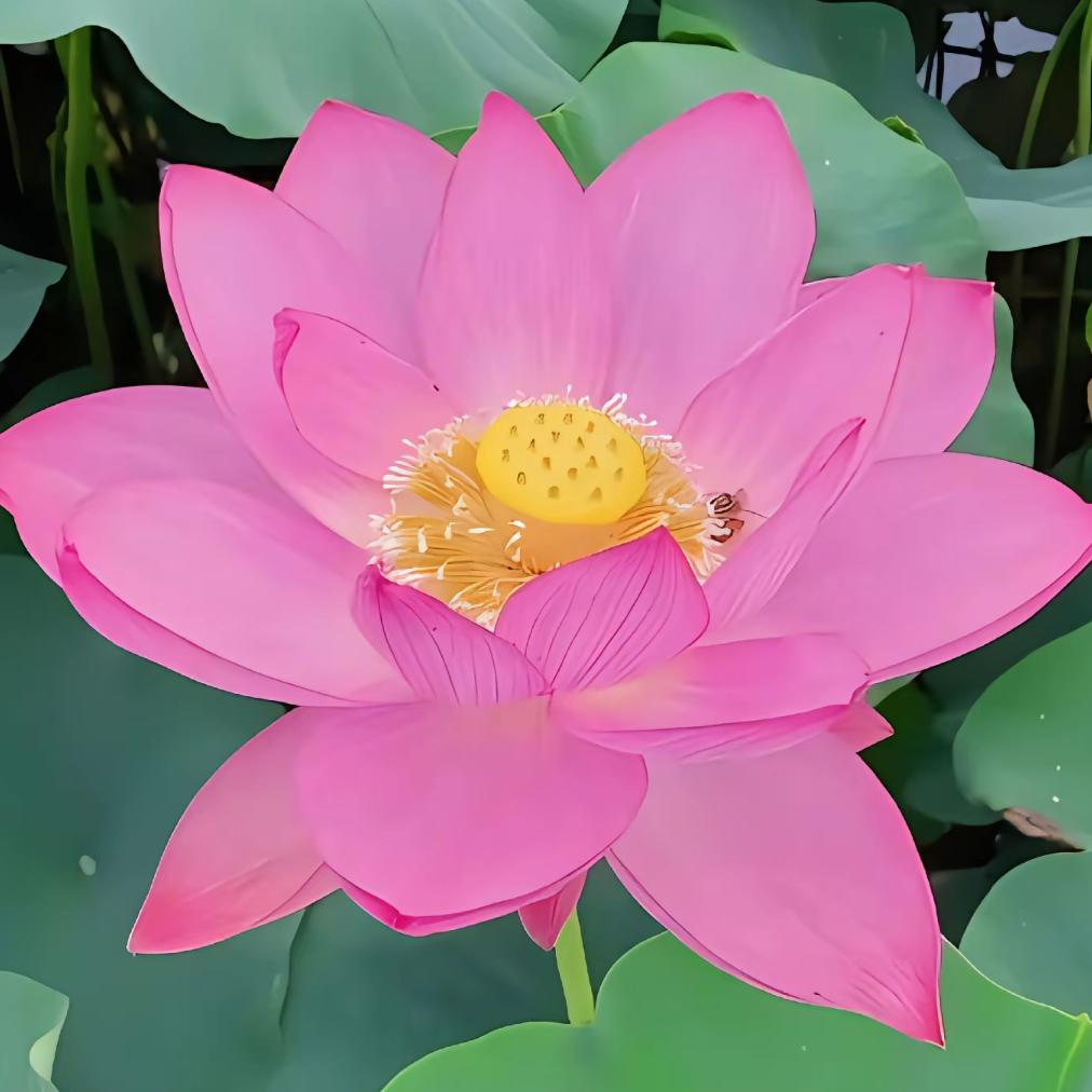 问道师兄