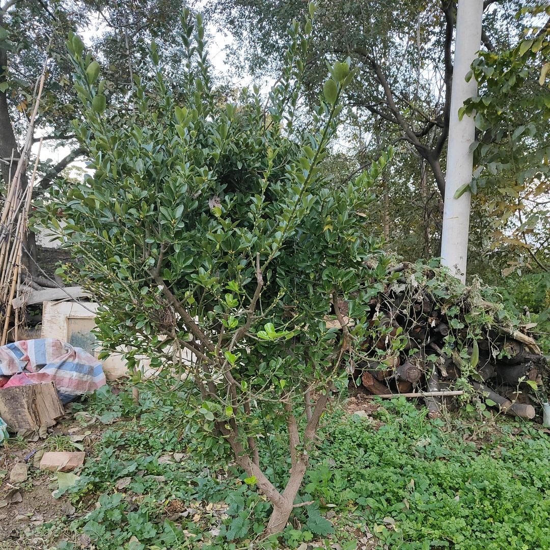 乡村王姐，敢谢姐妺的关主和喜欢