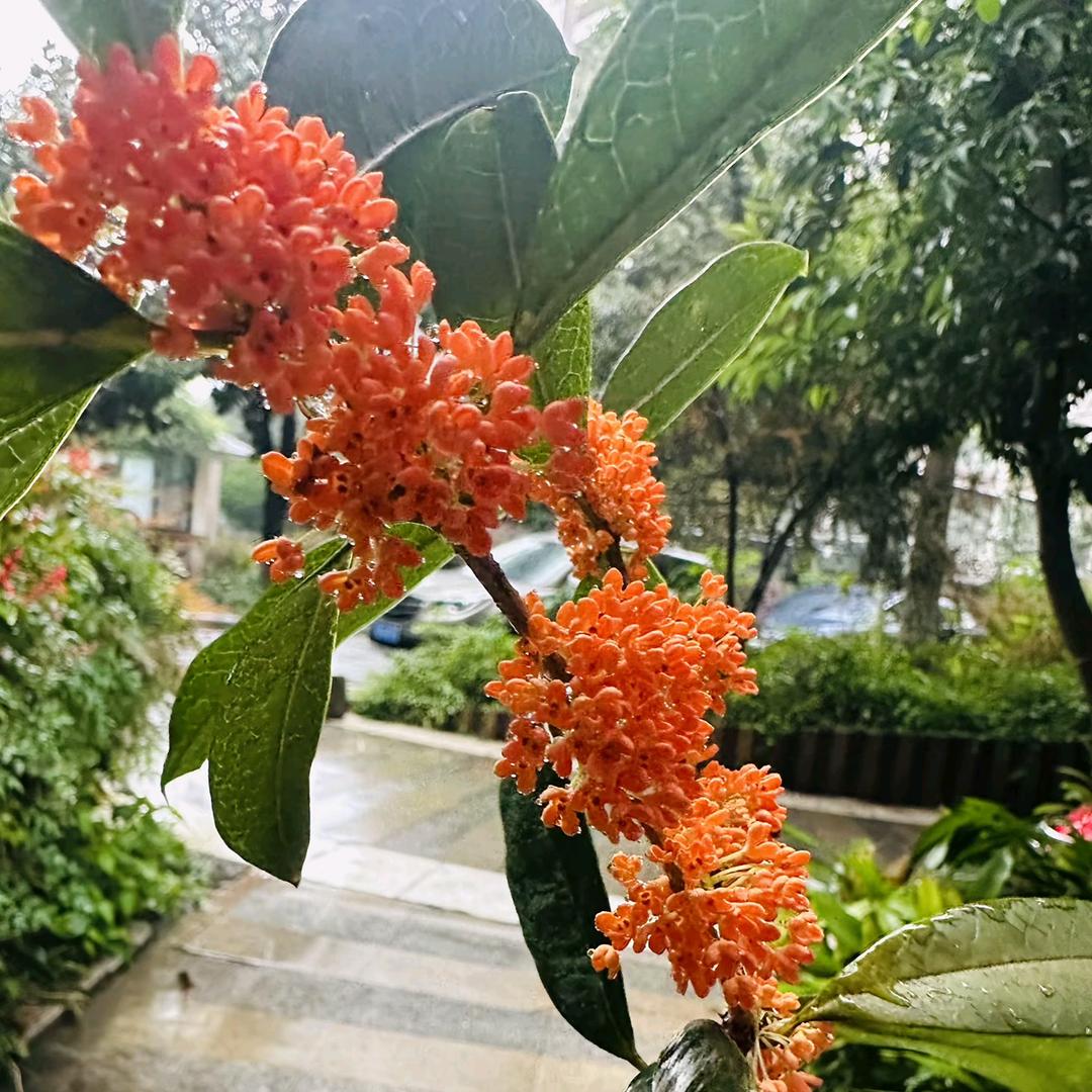 锦上添花🌸