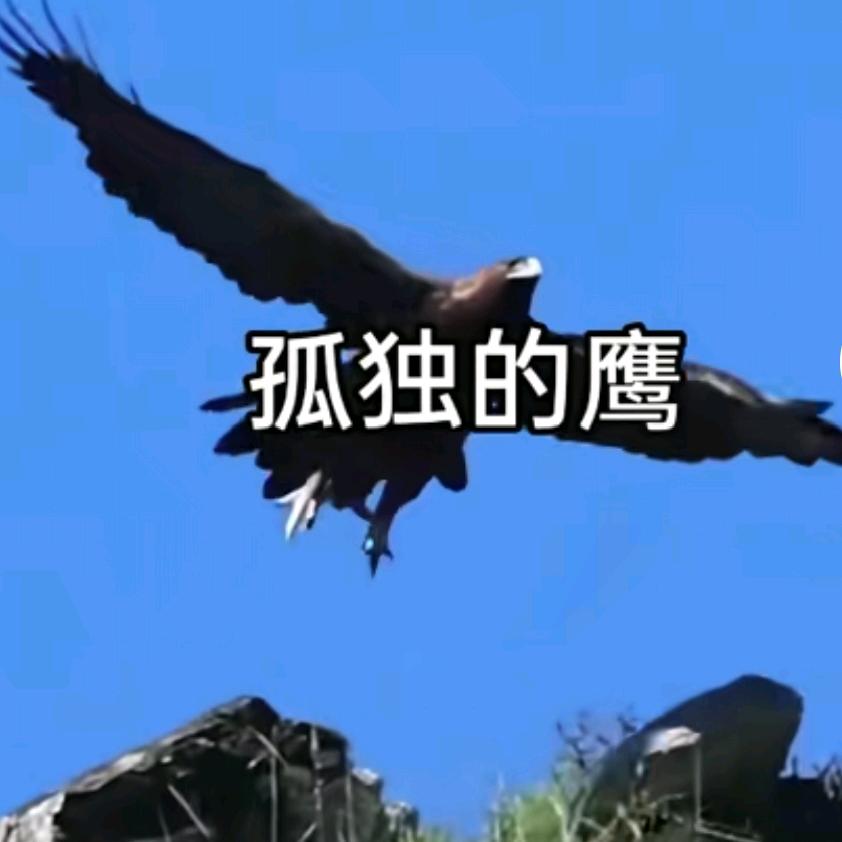 孤独的鹰