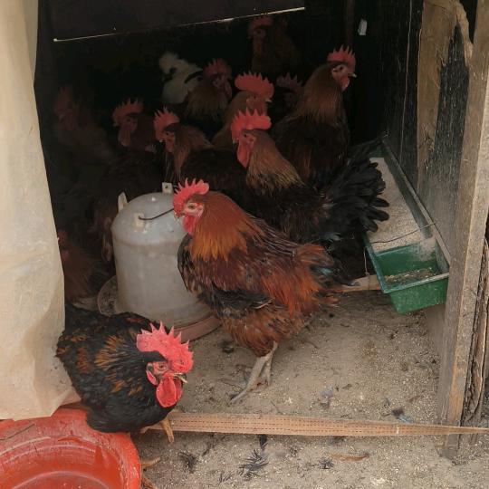 上品跑山鲜鸡批发