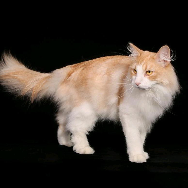 尚淇奧（yu 四声）