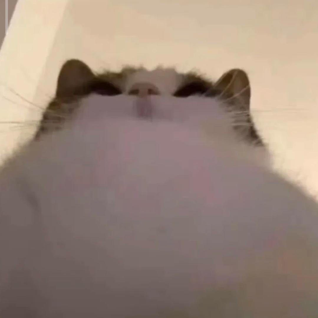 什么歪比