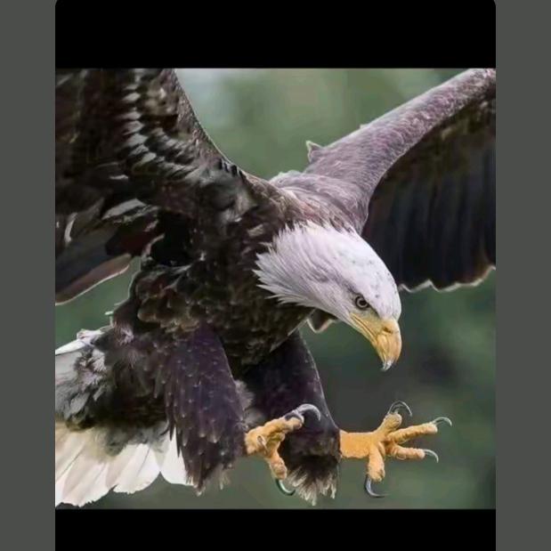 ယွတ်ႈ မႂ်ႇ