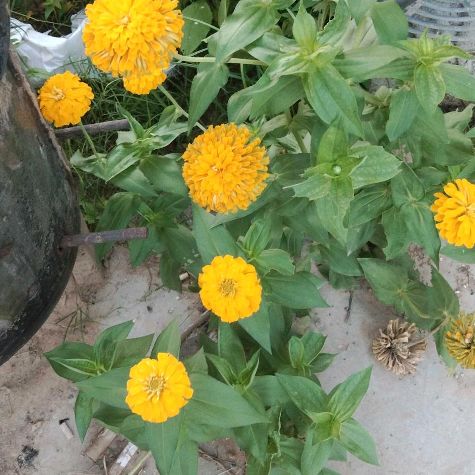 百花盛开