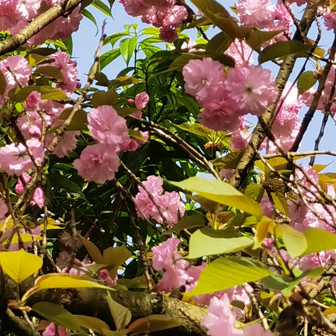 褐色的迷梦 -◢