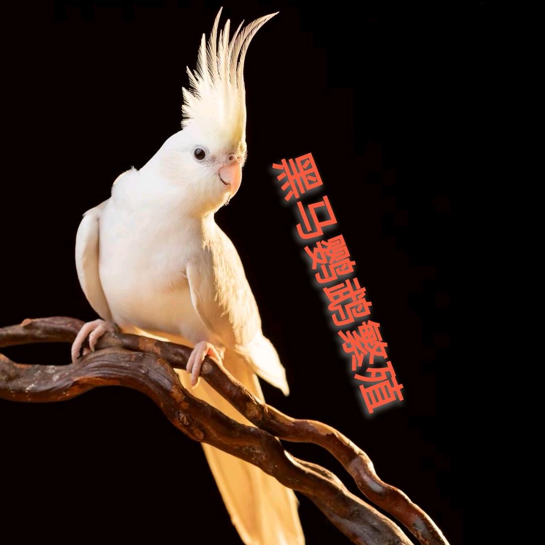 黑马鹦鹉繁殖育种