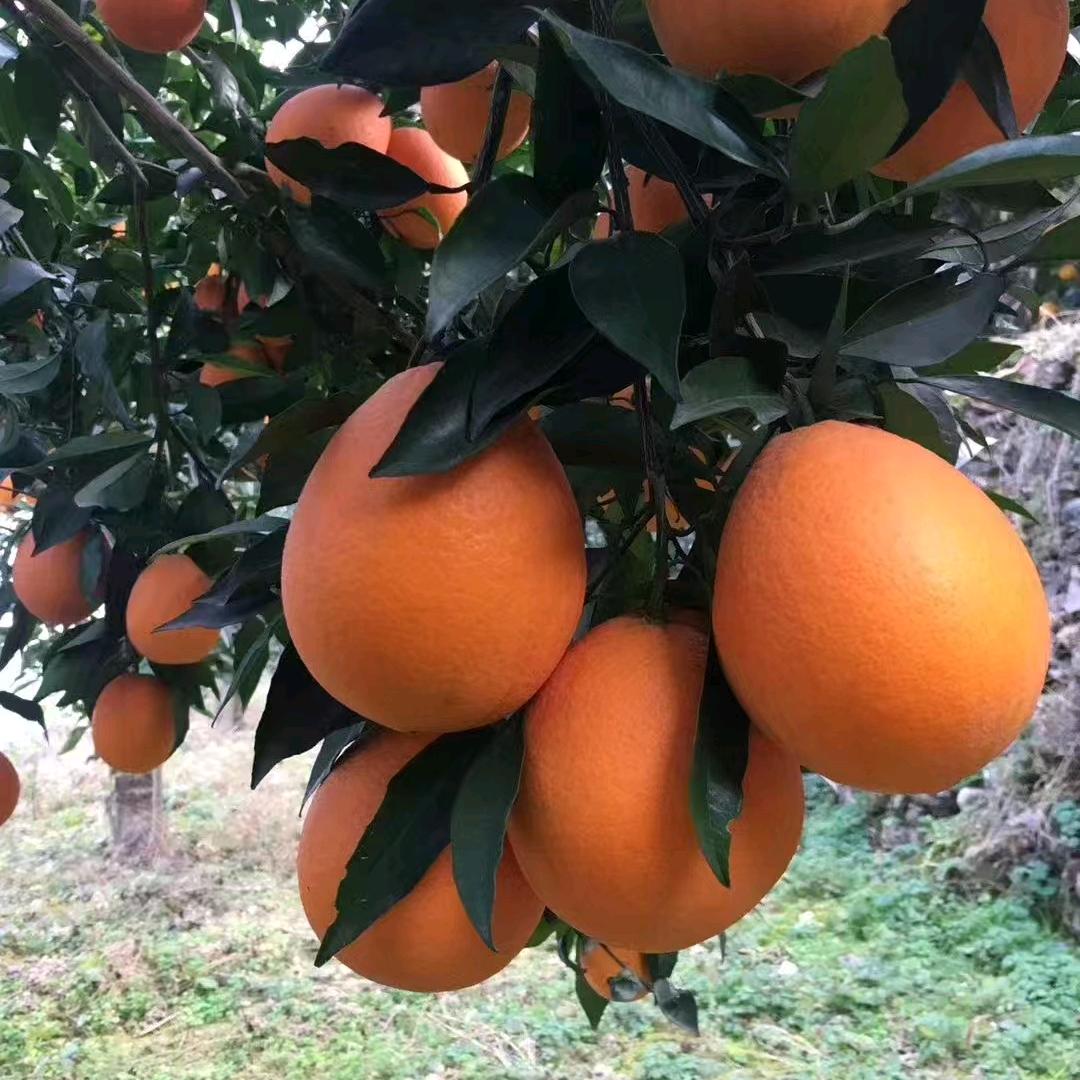 水果叔叔（有关就回）