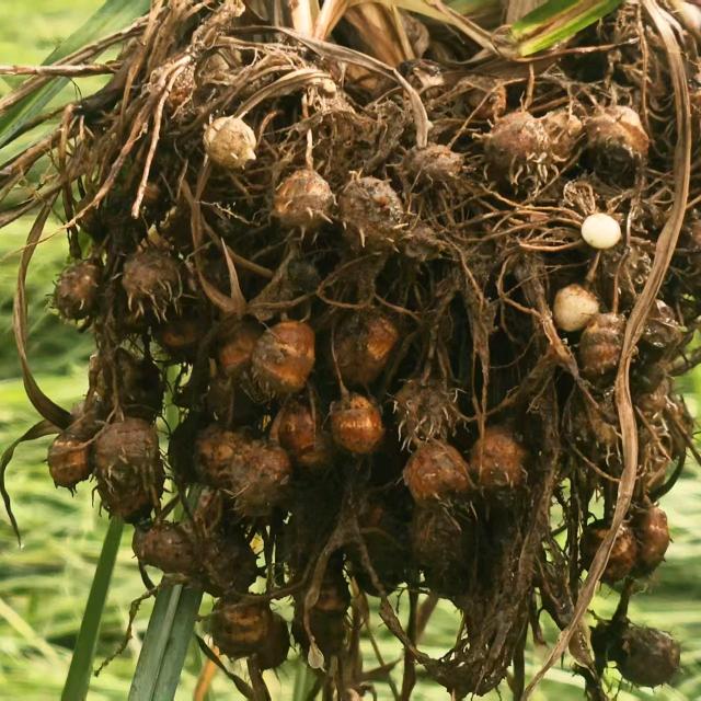 油莎豆-巾帼玖禾霞姐