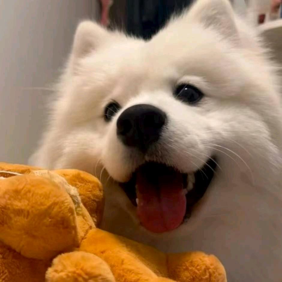 彧